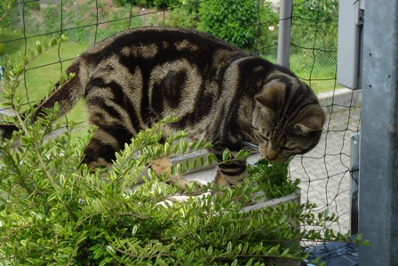 2010.04.27 Stels mit Katzen 110