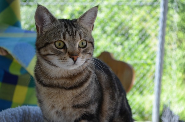 DK*Boholdt Odin-Gow schwarz gestromt tabby (n22)